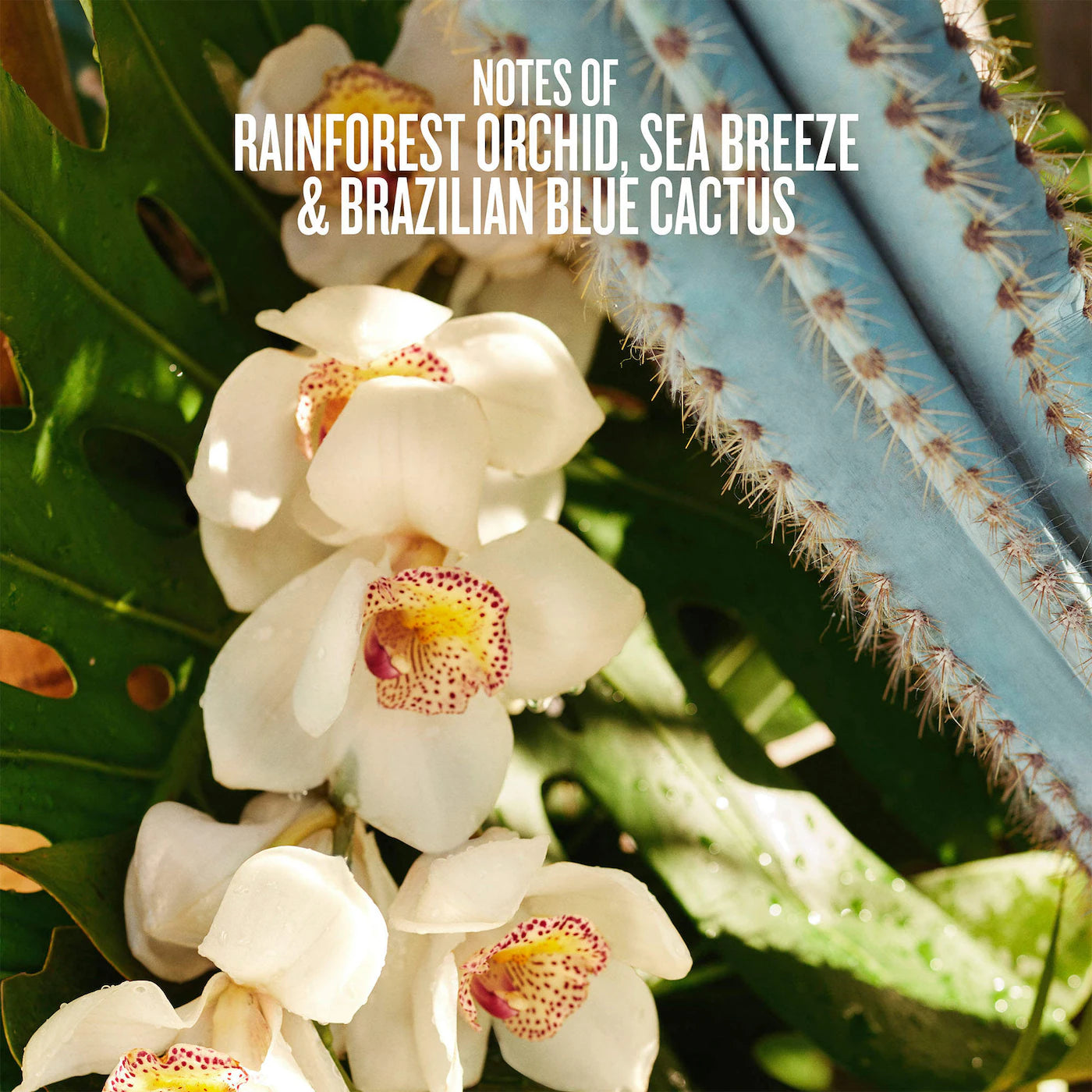 Refresco Paraíso Hair & Body Perfume Mist | PREVENTA